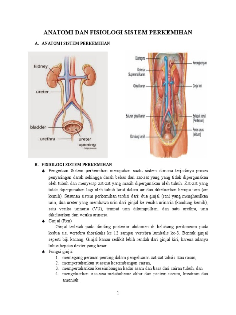 Anatomi Dan Fisiologi Sistem Perkemihan Anatomi Dan Fisiologi Sistem Perkemihan