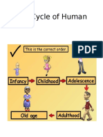 Life Cycle of Human