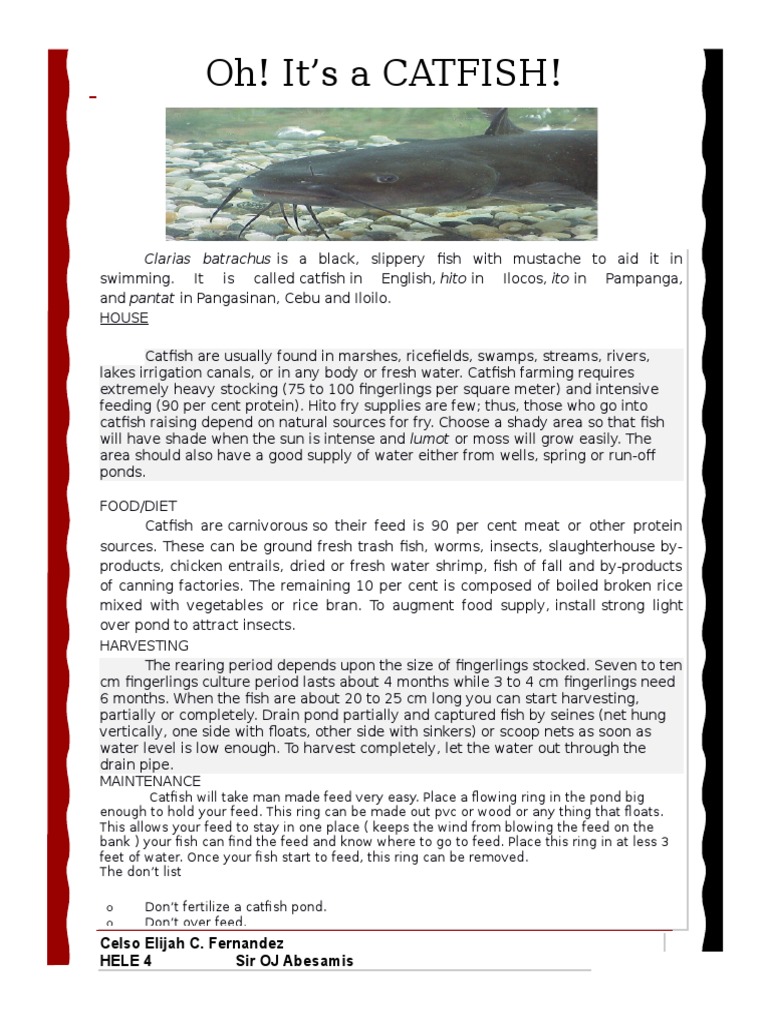 Catfish Basic Knowledge