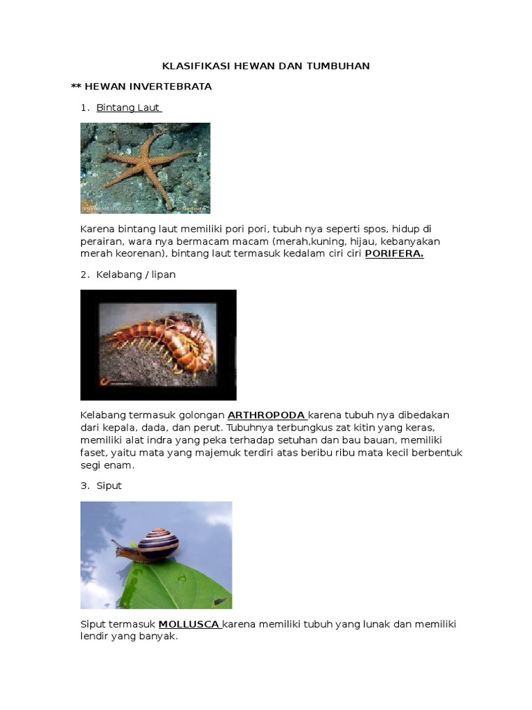 Klasifikasi Hewan Dan Tumbuhan