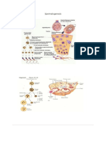 Spermatogenesis, menstrual cycle