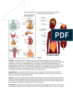 Endocrine System 