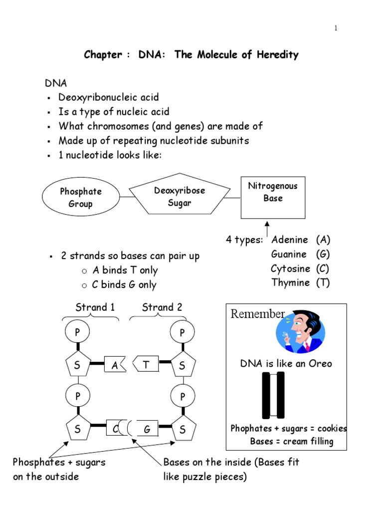 DNA notes.pdf Translation (Biology) Rna