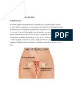 Ciclo Menstrual Fases y Duración