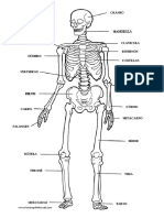 Esqueleto Humano Con Nombres PDF