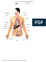 Aparato Digestivo Con Nombres y A Color