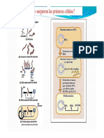 Origen de Las Primeras Celulas y Teoria Endosimbiotica