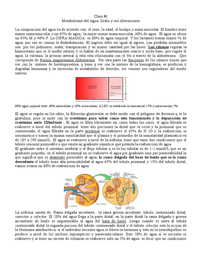 Regulación del Sodio y Agua en el Cuerpo | PDF | Sodio | Potasio