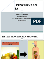 Sistem Pencernaan Manusia2