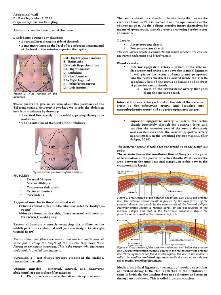 Anatomy of the Anterior Abdominal Wall | PDF | Abdomen | Vein