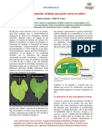 El MG Nutriente Olvidado Que Puede Salvar A Tu Cultivo