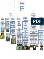 Mapa de Hongos
