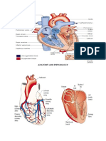 Anatomy and Physiology of the Heart