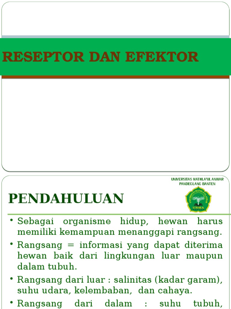 Reseptor dan Efektor pada Hewan | PDF