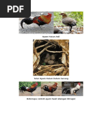 Download Ayam Hutan Asli by Yula Astuti SN334071324 doc pdf