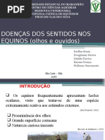 Principais doenças da visão e audição Equina 