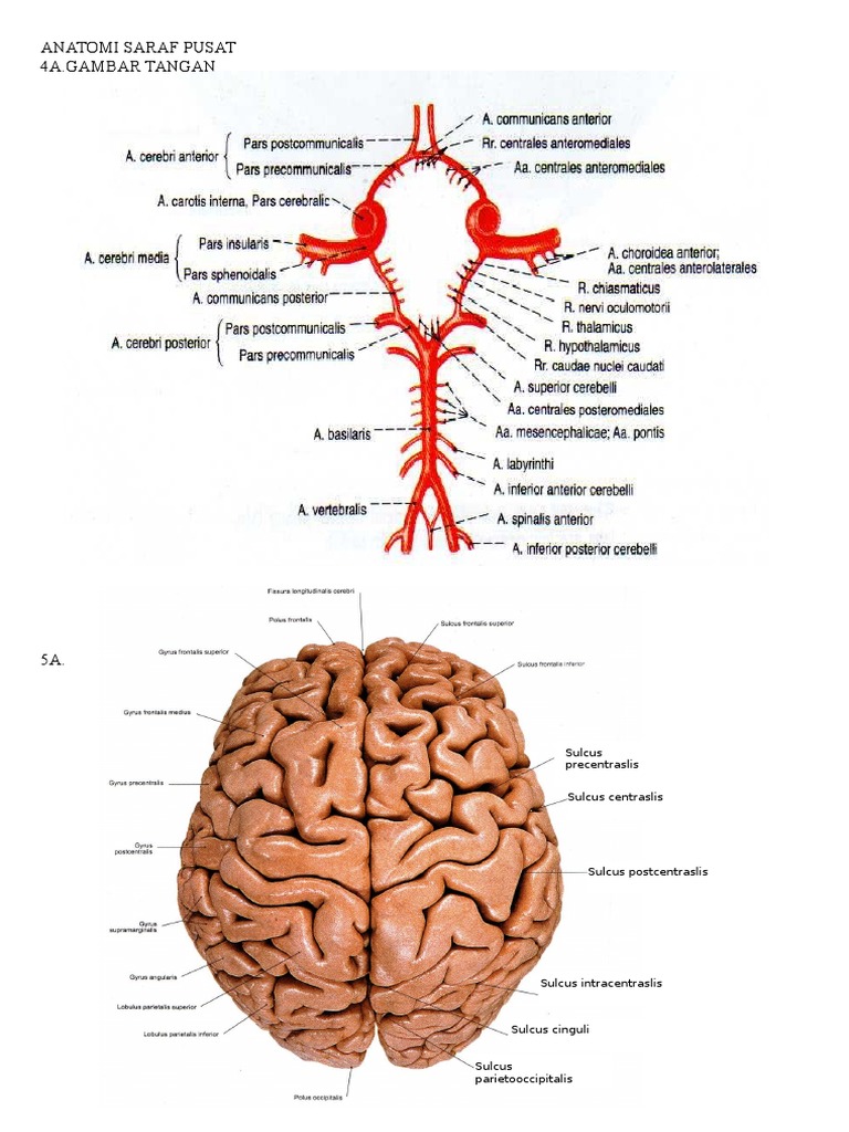 ANATOMI SARAF  PUSAT FARMASI KET 2014 docx  ANATOMI SARAF  PUSAT FARMASI KET 2014 docx