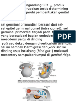 Embriologi Genitalia