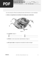 Sistema Respiratório