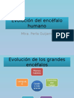 1 Evolución del encéfalo humano.pptx
