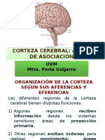 12a_Áreas de La Corteza Cerebral