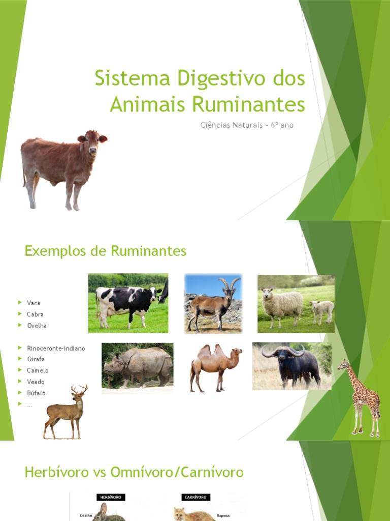 Sistema Digestivo dos Ruminantes | PDF