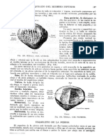 Tratado de Anatomia Humana Quiroz Tomo I - 187