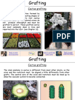Cactus Grafting Guide