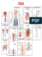 Organos y Sistemas Del Cuerpo Humano