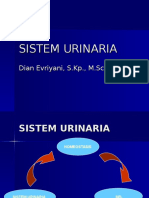 Anfis Sistem Urinaria