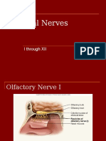 Cranial Nerve Ppt
