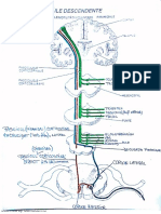 Cai Asc Plus Desc