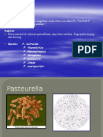 Pasteurella Dan Leptospira BESUNG