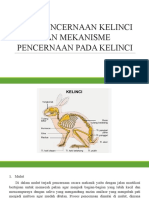 ALAT PENCERNAAN KELINCI