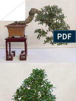 3572387-Bonsai-photography.pdf