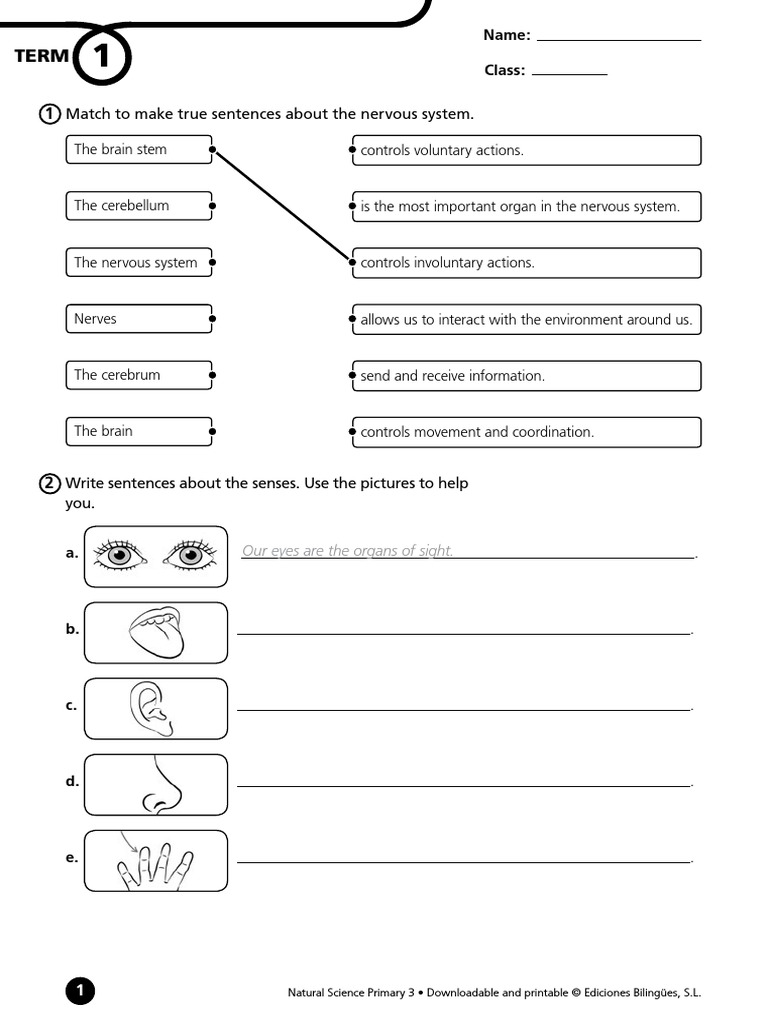 A0bea Naturalscience03 Cam Term1 Test Pdf Ear Brain