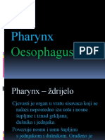 Pharynx Oesophagus