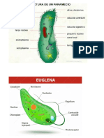 Imagenes - Reino Protista