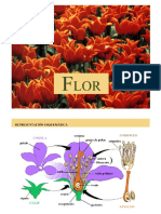 Flor - Botánica Morfológica - FAUBA