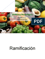 Ramificacion e Inflorescencia-parte 1 Botánica morfológica - FAUBA