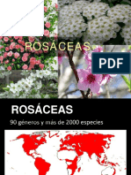 TP6 - Rosáceas Botánica sistemática- FAUBA