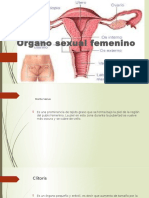 Organo Femenino