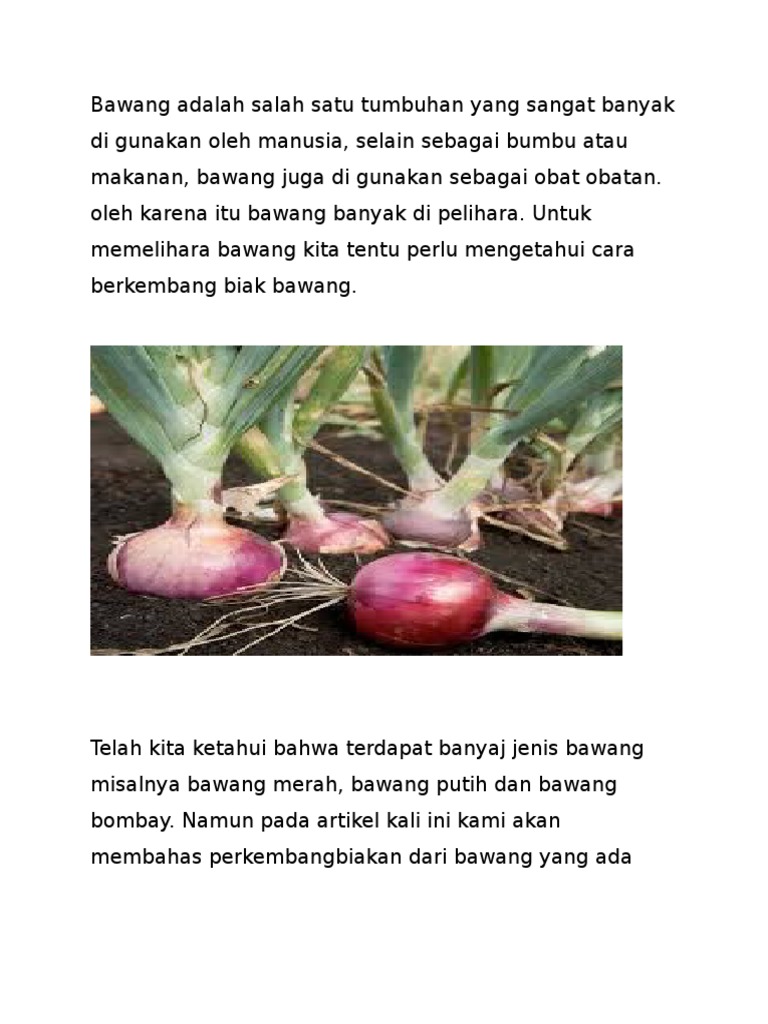 Tugas Bawang Merah Pdf
