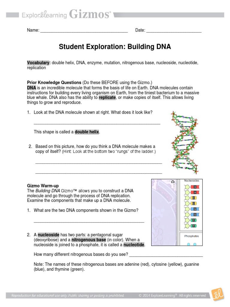 Building Dna  PDF  Dna Replication  Dna Throughout Dna Replication Coloring Worksheet