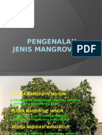 Pengenalan Jenis Mangrove