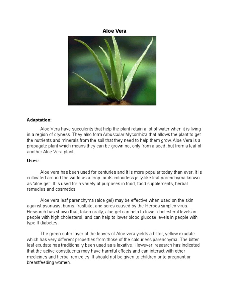 Aloe Vera: Adaptations and Uses | PDF