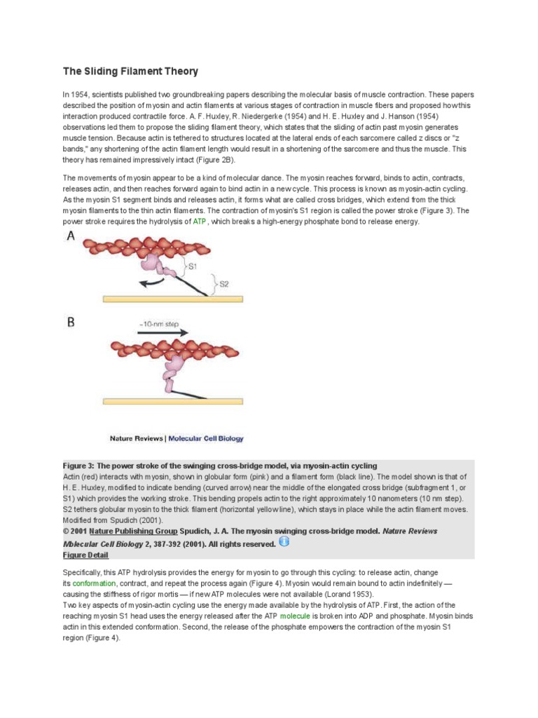 The Sliding Filament Theory | Actin | Muscle Contraction