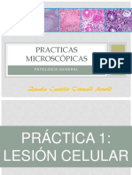Practicas Microscópicas de Patología