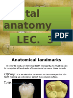 Dental Anatomy Lec.3