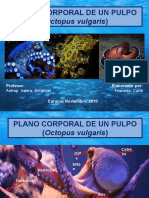 Pulpo